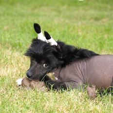Chinese crested hårløs "CANDICE" 