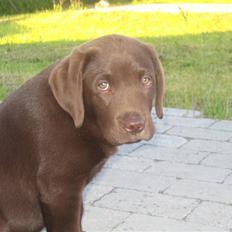 Labrador retriever Pumba *RIP*
