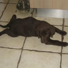 Labrador retriever Pumba *RIP*