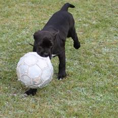 Blanding af racer Chanel