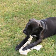 Blanding af racer Chanel