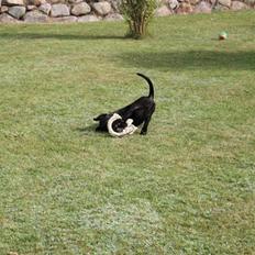 Blanding af racer Chanel