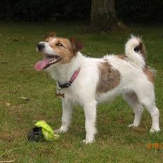 Jack russell terrier Tweety