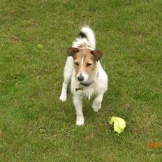 Jack russell terrier Tweety