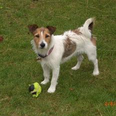 Jack russell terrier Tweety