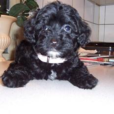 Dværgpuddel chanti/bette