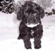 Dværgpuddel chanti/bette