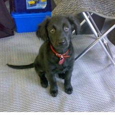 Blanding af racer Tilde