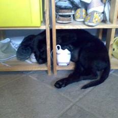 Blanding af racer Tilde