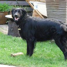 Blanding af racer Tilde