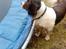 Engelsk springer spaniel Rollo - (Rollo) Elsker vand og trampolin:)