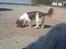 Engelsk springer spaniel Rollo