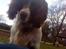 Engelsk springer spaniel Rollo