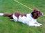 Engelsk springer spaniel Rollo