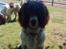 Engelsk springer spaniel Rollo