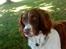 Engelsk springer spaniel Rollo