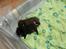 Labrador retriever Thor - zzzz