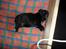 Labrador retriever Anthon(slogt)