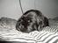 Labrador retriever Anthon(slogt)