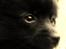 Papillon /Pomeranian -Tino <3 - lille Tino prutten <3