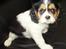 Cavalier king charles spaniel Tilde - Tilde 8uger, sidste billede fra opdrætteren ;)