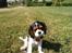 Cavalier king charles spaniel Tilde - Tilde 11uger i Augustenborg