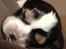 Cavalier king charles spaniel Tilde - Vores første møde med Tilde