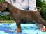 Dobermann RD Attractive Anastacia - 6 uger