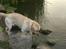 Labrador retriever Bamse (Solgt)