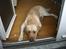 Labrador retriever Bamse (Solgt)