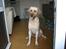 Labrador retriever Bamse (Solgt)