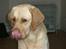 Labrador retriever Bamse (Solgt)
