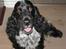 Cocker spaniel Sniffer(Ralph) Kennel barley