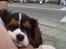 Cavalier king charles spaniel Tilde - Tilde ved optoget til Sønderborg Ringridning 2010