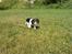 Cavalier king charles spaniel Tilde - Tilde 11uger i Augustenborg