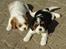 Cavalier king charles spaniel Tilde - Tilde sammen med sin søster