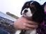 Cavalier king charles spaniel Tilde - Tilde på stranden