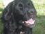 Flat coated retriever Mollie