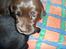 Labrador retriever Thor