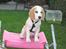 Beagle Sopwith Camel ´s Tyson 