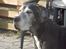 Grand danois Slettemosegård's Bea - RIP - 8 år
