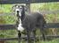 Grand danois Slettemosegård's Bea - RIP - 6½ år