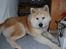 Akita inu Silver