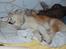 Akita inu Silver