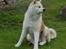 Akita inu Silver