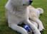Akita inu Silver