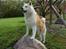Akita inu Silver