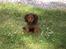 Miniature gravhund MAX - Skal jeg nu igen fotograferes
