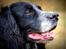 Field Trial Cockerspaniel Tilde