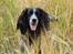 Field Trial Cockerspaniel Tilde